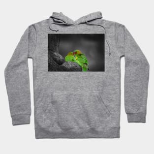 Musk Lorikeets_6379A Hoodie